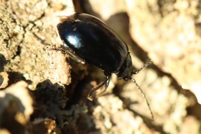 <i>Agelastica alni</i>