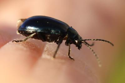 Agelastica alni