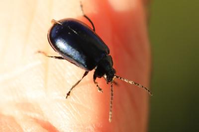 <i>Agelastica alni</i>