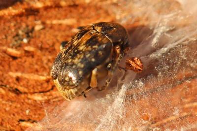 <i>Bruchus</i>