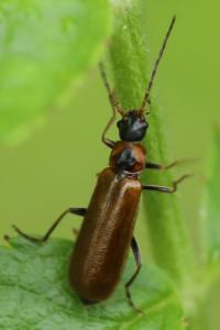 <i>Rhagonycha nigriventris</i>
