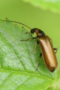 <i>Rhagonycha nigriventris</i>