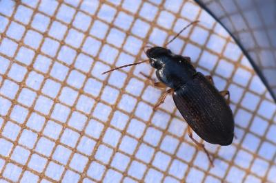 <i>Parophonus maculicornis</i>