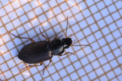 <i>Parophonus maculicornis</i>