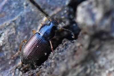 <i>Parophonus maculicornis</i>