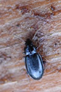 <i>Tachyta nana</i>