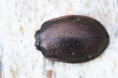 <i>Carabus nemoralis</i>