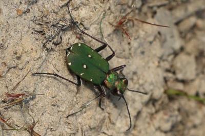 <i>Cicindela campestris</i>