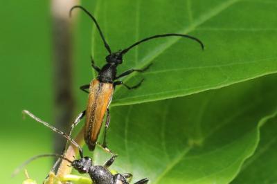 <i>Stenurella melanura</i>