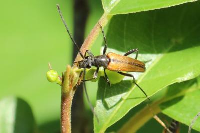<i>Stenurella melanura</i>