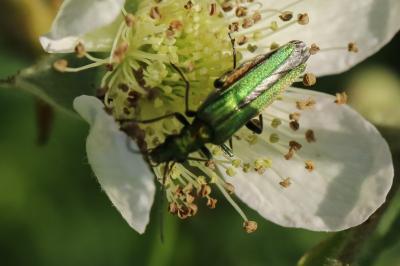<i>Oedemera nobilis</i>