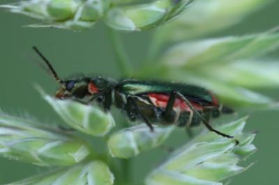 <i>Malachius bipustulatus</i>