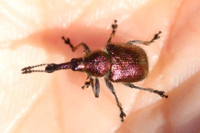 <i>Rhynchites auratus</i>
