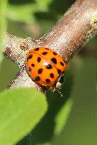 <i>Harmonia axyridis</i>