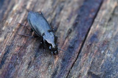 Pterostichus oblongopunctatus