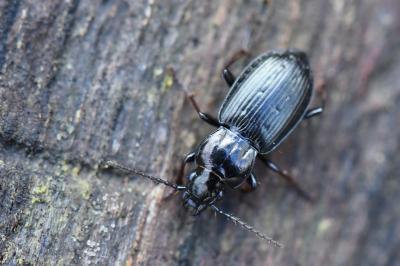 <i>Pterostichus oblongopunctatus</i>