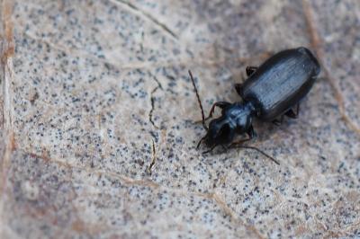 <i>Syntomus obscuroguttatus</i>