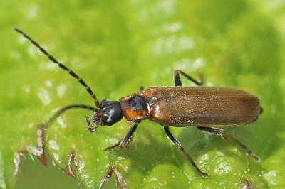 <i>Rhagonycha nigriventris</i>