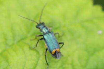 <i>Clanoptilus elegans</i>