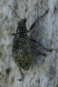 <i>Polydrusus cervinus</i>