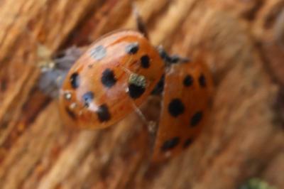 <i>Harmonia axyridis</i>