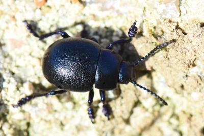 <i>Timarcha goettingensis</i>