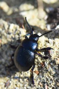 <i>Timarcha goettingensis</i>