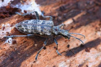 <i>Rhagium inquisitor</i>