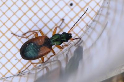 <i>Anchomenus dorsalis</i>