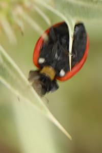 <i>Coccinella septempunctata</i>