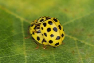 <i>Psyllobora vigintiduopunctata</i>