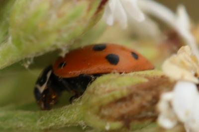 <i>Hippodamia variegata</i>