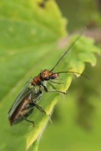 <i>Oedemera nobilis</i>