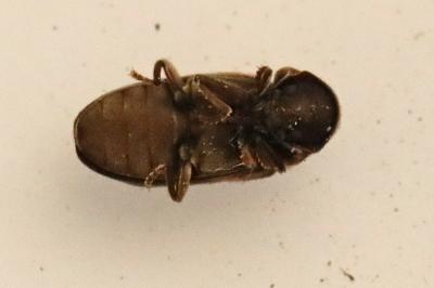 <i>Hadrobregmus denticollis</i>