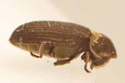 <i>Hadrobregmus denticollis</i>