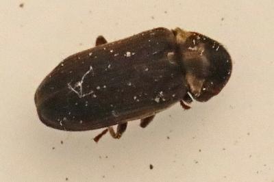 <i>Hadrobregmus denticollis</i>