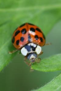 <i>Harmonia axyridis</i>