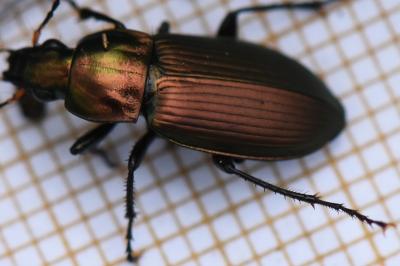 <i>Poecilus cupreus</i>