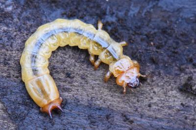 <i>Pyrochroa</i>