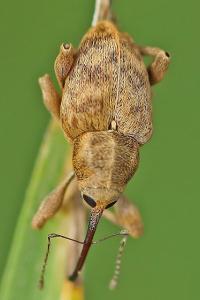 <i>Curculio venosus</i>