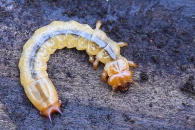 <i>Pyrochroa</i>