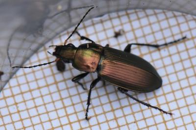 <i>Poecilus cupreus</i>