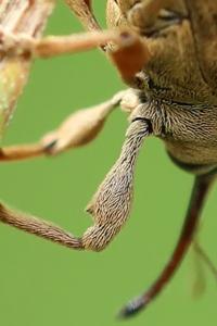 <i>Curculio venosus</i>