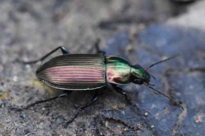 <i>Poecilus cupreus</i>