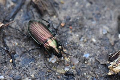 <i>Poecilus cupreus</i>