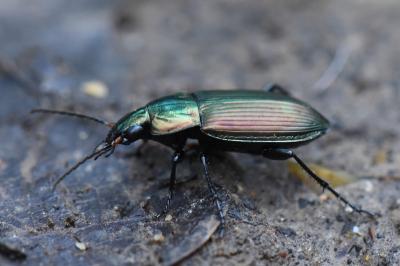 Poecilus cupreus