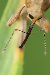 <i>Curculio venosus</i>