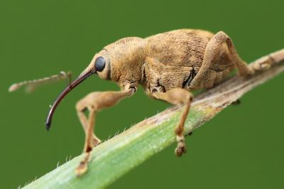<i>Curculio venosus</i>
