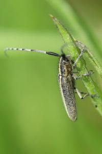 <i>Agapanthia</i>