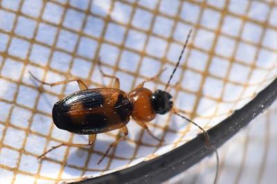 <i>Badister bullatus</i>